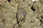 q_sea cucumber